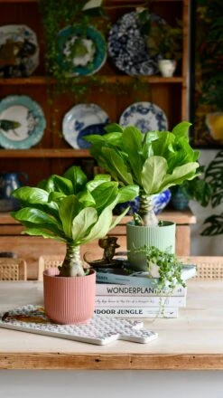 Brighamia Insignis (Hawaiian Palm, Alula) -Verdant Haven Sales Store DSC 8921