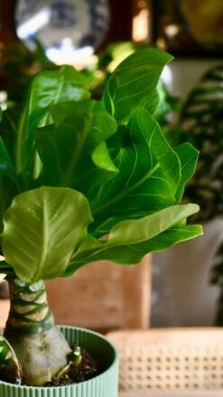 Brighamia Insignis (Hawaiian Palm, Alula) -Verdant Haven Sales Store DSC 8929