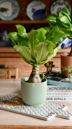 Brighamia Insignis (Hawaiian Palm, Alula) -Verdant Haven Sales Store DSC 8933