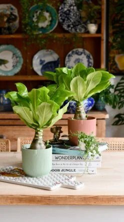 Brighamia Insignis (Hawaiian Palm, Alula) -Verdant Haven Sales Store DSC 8934