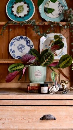 Maranta Fascinator Plant Gift Set (Optional Scented Candle & Plant Food) -Verdant Haven Sales Store DSC 9609
