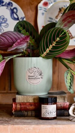 Maranta Fascinator Plant Gift Set (Optional Scented Candle & Plant Food) -Verdant Haven Sales Store DSC 9613