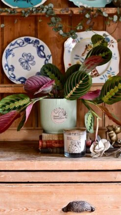 Maranta Fascinator Plant Gift Set (Optional Scented Candle & Plant Food) -Verdant Haven Sales Store DSC 9621
