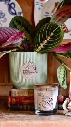 Maranta Fascinator Plant Gift Set (Optional Scented Candle & Plant Food) -Verdant Haven Sales Store DSC 9623