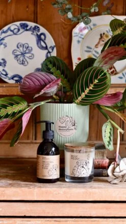 Maranta Fascinator Plant Gift Set (Optional Scented Candle & Plant Food) -Verdant Haven Sales Store DSC 9629