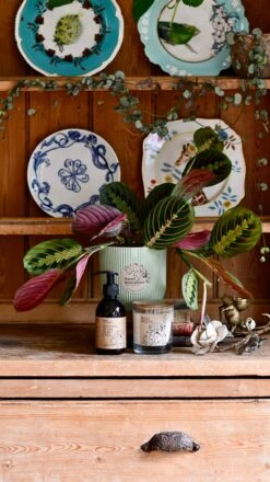 Maranta Fascinator Plant Gift Set (Optional Scented Candle & Plant Food) -Verdant Haven Sales Store DSC 9634