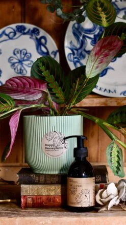 Maranta Fascinator Plant Gift Set (Optional Scented Candle & Plant Food) -Verdant Haven Sales Store DSC 9761