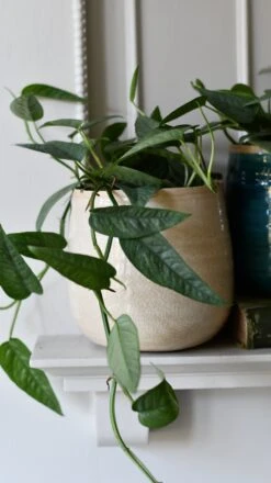 Epipremnum Cebu Blue (Cebu Blue Pothos, Epipremnum Pinnatum) -Verdant Haven Sales Store DSC 9870