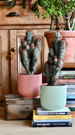 Cereus Peruvianus ‘Monstrosus’