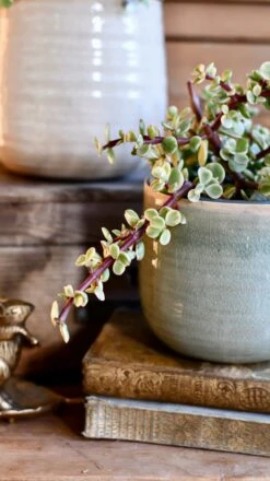 Variegated Portulacaria Afra (Elephant Bush, Dwarf Jade Plant, Porkbush) 11 Variegated Portulacaria Afra (Elephant Bush, Dwarf Jade Plant, Porkbush) -Verdant Haven Sales Store DSC 9991