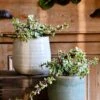 Variegated Portulacaria Afra (Elephant Bush, Dwarf Jade Plant, Porkbush)