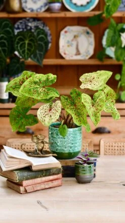 Reactive Glaze Planter | Ceramic Plant Pot | Emerald 18cm Plant Pot -Verdant Haven Sales Store E1227079 7D02 46C2 AA99 8871E99E602B 1 201 a 9d462f30 97c0 4483 b4a0 eeee49f7436e