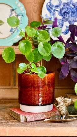 Amber Reactive Planter (13cm Plant Pot) -Verdant Haven Sales Store E1EBFDBE 197C 4D05 9245 4EF3D72E3330 1 201 a