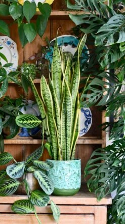Sansevieria Laurentii | Snake Plant | Mother In Laws Tongue -Verdant Haven Sales Store E2306725 BA52 4982 A1BF BF2EEBB388D6 1 201 a