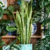 Sansevieria Laurentii, Variegated Snake Plant, Mother In Laws Tongue