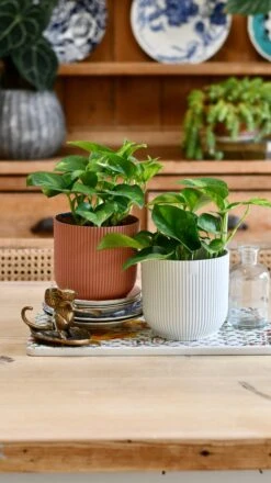 Epipremnum Global Green (Devils Ivy) 7 Epipremnum Global Green (Devils Ivy) -Verdant Haven Sales Store E4826F67 D7FE 42EB B0AF 618A9E08D677 1 201 a 89c0329c 214e 45bb 833d 367ee8af6ff0