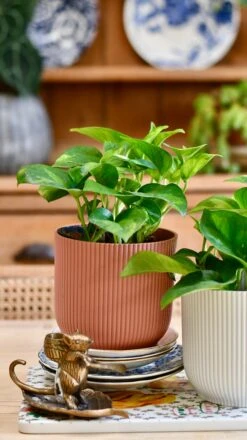 Epipremnum Global Green (Devil's Ivy) & Vibes Pot -Verdant Haven Sales Store E5AB88A9 8FD3 4A44 8774 F11B757B866D 1 201 a