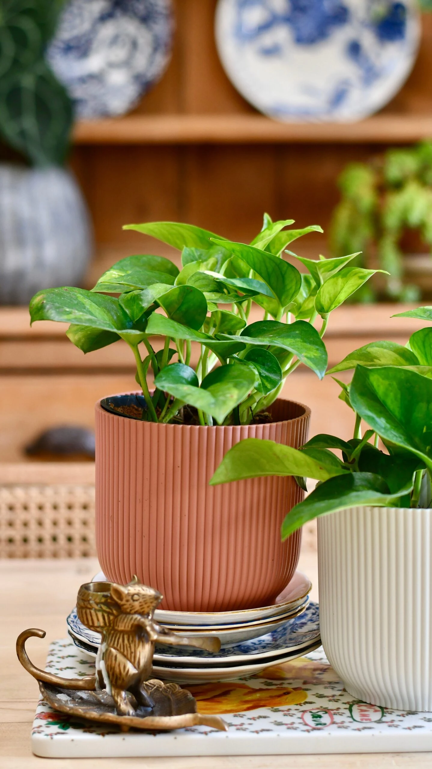 Epipremnum Global Green (Devils Ivy) 1 Epipremnum Global Green (Devils Ivy)