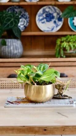 Philodendron Scandens Brasil In Atsu Brass Pot -Verdant Haven Sales Store E827865A 6BF3 4141 B11A 20C2AFD44387 1 201 a