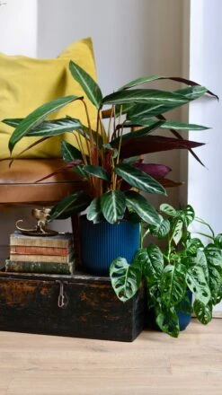 Calathea Stromanthe Stripestar - Prayer Plant -Verdant Haven Sales Store E8E48A5C 74E1 4BEB B52C 13866C9B3F31 1 201 a