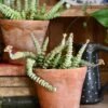 Crassula Marnieriana - Crassula Hottentot