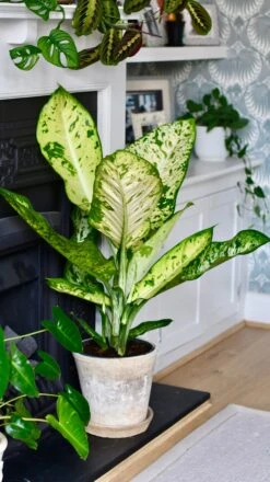 Dieffenbachia Seguine 'Banana' -Verdant Haven Sales Store E974E671 B65E 4C2B 9E43 B3323570CD7C 1 201 a
