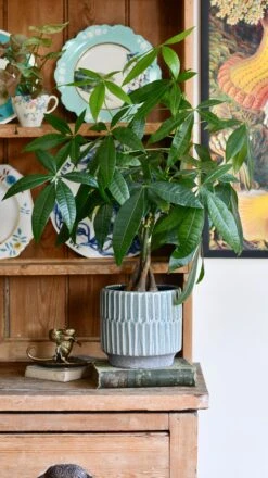 Baby Mexican Fortune Tree Or Pachira Aquatica -Verdant Haven Sales Store EB7AD33C 9EC2 474D A81C 239CD44962E8 1 201 a