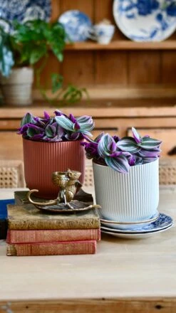 Pink Tradescantia Nanouk | Wandering Dude | Fantasy Venice -Verdant Haven Sales Store EC05C691 EF38 4FBC B9D1 90924F0F1881 1 201 a 4a2b5fa3 af72 496e 8382 f3c1febfba09