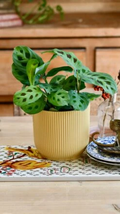 Maranta Kerchoveana (Prayer Plant) & Vibes Pot -Verdant Haven Sales Store EE6B6EAC B37A 4F98 8BD2 93D96C4FED37 1 201 a