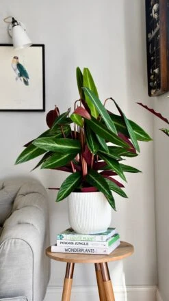 Vibes Fold Round 16cm Silky White -Verdant Haven Sales Store F1403F0E 912E 4C8E 8873 C3DE7EDA793F 1 201 a