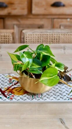 Philodendron Scandens Brasil In Atsu Brass Pot -Verdant Haven Sales Store F453BF36 285E 40B5 9C60 A04086450450 1 201 a