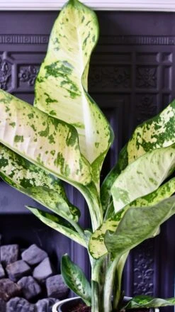 Dieffenbachia Seguine 'Banana' -Verdant Haven Sales Store FC92AF8F EB51 494D B8B9 F97311F663BE 1 201 a