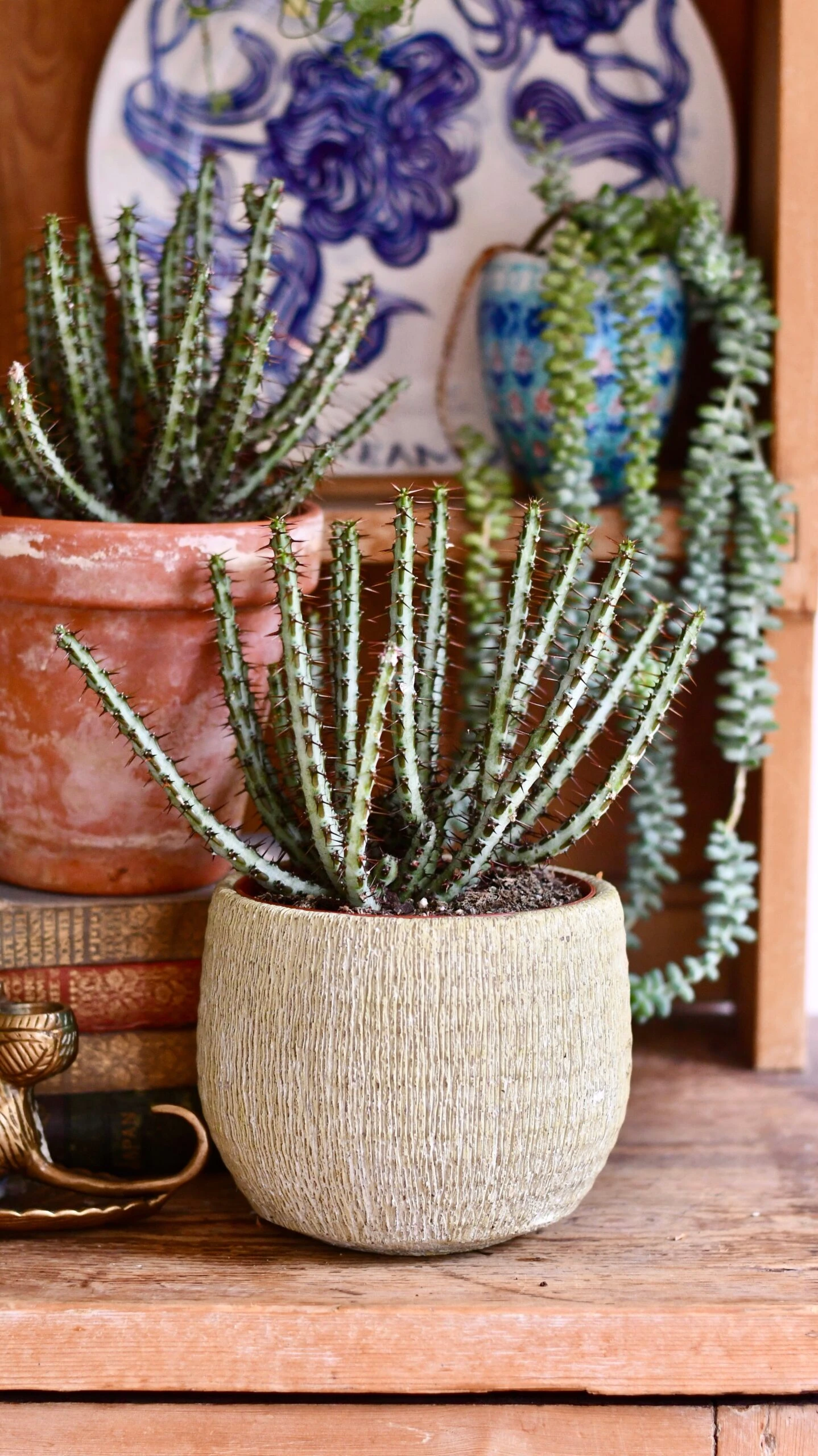 Large Euphorbia Aeruginosa 1 Large Euphorbia Aeruginosa