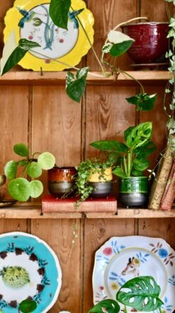 Jade Reactive Planter With Foot (7cm Plant Pot) 7 Jade Reactive Planter With Foot (7cm Plant Pot) -Verdant Haven Sales Store FEACA0A8 60DA 451D 9589 BCCB814868CD 1 201 a 725e5636 0844 4a47 b10d 57b0bbea2167