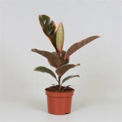 Ficus Elastica 'Belize' - Variegated Rubber Plant -Verdant Haven Sales Store M 19894061 0328 4f3f a68f c269771447b3