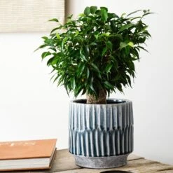 Premium Plant Pot | Onno Denim Ceramic Glaze Planter | 16cm Plant Pot 8 Premium Plant Pot | Onno Denim Ceramic Glaze Planter | 16cm Plant Pot -Verdant Haven Sales Store OPD21 1 jpg