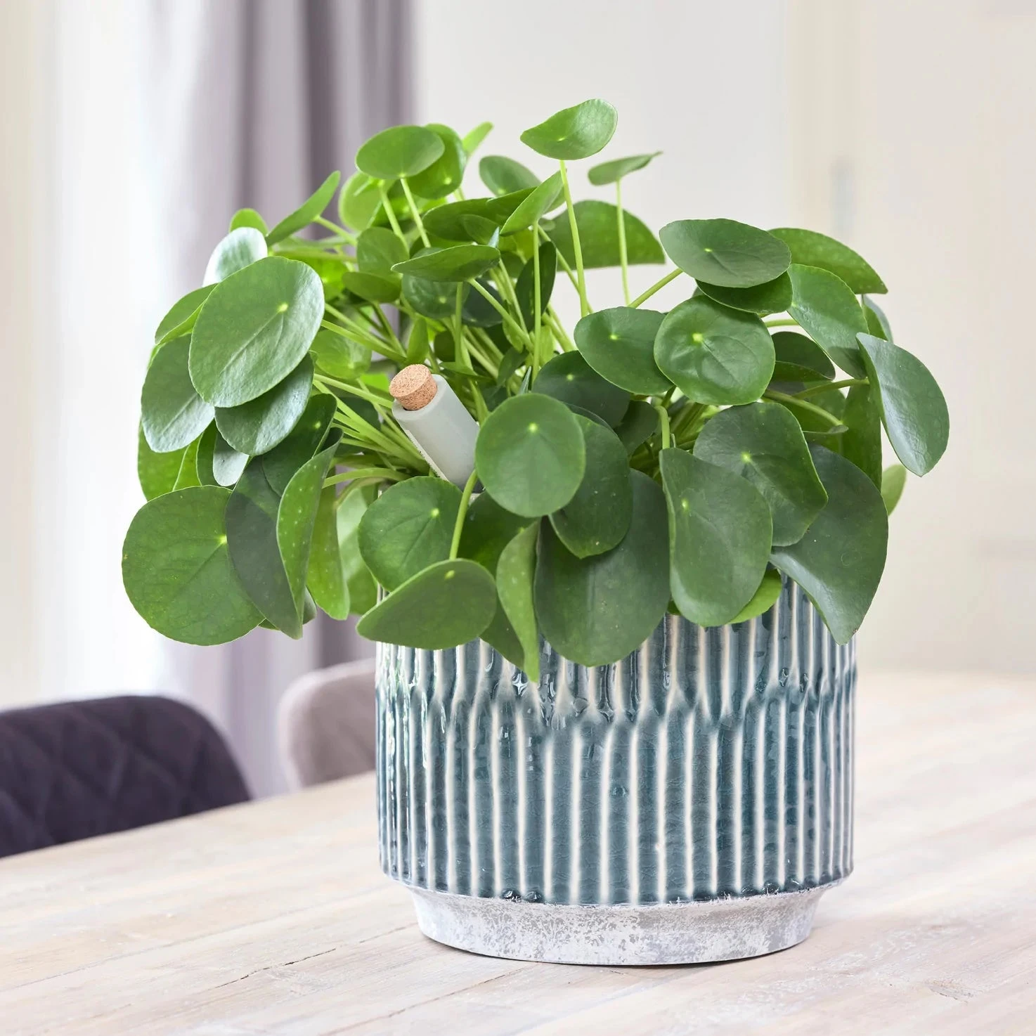 Premium Plant Pot | Onno Denim Ceramic Glaze Planter | 16cm Plant Pot 1 Premium Plant Pot | Onno Denim Ceramic Glaze Planter | 16cm Plant Pot