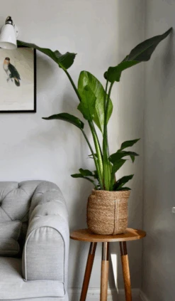 Strelitza Nicolai - White Bird Of Paradise -Verdant Haven Sales Store Screenshot2023 07 07at14.01.41