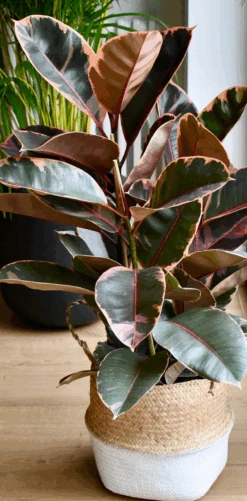 Ficus Elastica Belize - Variegated Rubber Tree -Verdant Haven Sales Store Screenshot2023 07 15at18.42.53