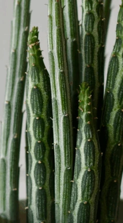 Big Kleinia Senecio (Stapeliiformis, Pickle Plant, Candle Stick Plant) -Verdant Haven Sales Store Screenshot2023 09 30at12.27.58