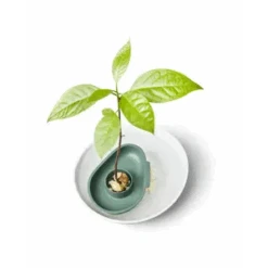 Amazing Avocado Floater Leaf Green (Grow An Avocado Tree!)