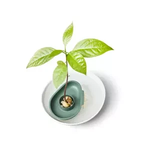 Amazing Avocado Floater Leaf Green (Grow An Avocado Tree!) 1 Amazing Avocado Floater Leaf Green (Grow An Avocado Tree!)