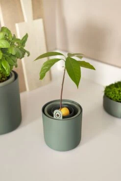 Amazing Avocado Pot Leaf Green (Grow An Avocado Tree!) -Verdant Haven Sales Store amazing avocado pot leaf green