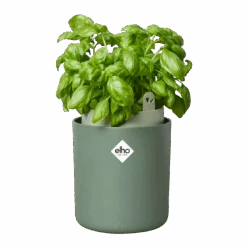 Bouncy Basil Grow Pot Leaf Green 17cm