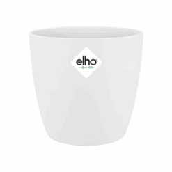 Echeveria Gifting Set -Verdant Haven Sales Store brussels round mini white s1 png 2b60df08 487b 4b55 93a0 1be814d1f288