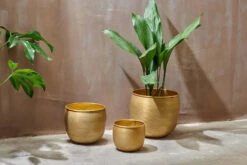 Calathea Stromanthe Triostar & Tembesi Pot 15 Calathea Stromanthe Triostar & Tembesi Pot -Verdant Haven Sales Store nkuku tembesi etched planter antique brass 29384472920240 jpg