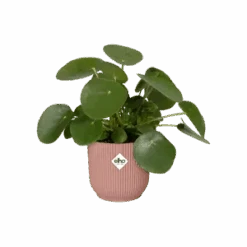 Vibes Fold Round 16cm Soft Pink -Verdant Haven Sales Store vibes fold rond delicate pink c1 png