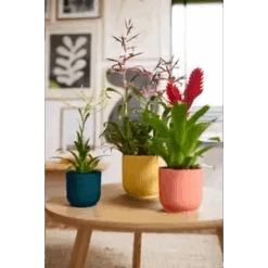 Vibes Fold Round 16cm Soft Pink -Verdant Haven Sales Store vibes fold round 294 120 181 i1 jpg 94f0d21f b05f 4dc0 aa90 d929f0ce97cb