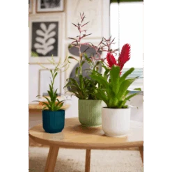 Vibes Fold Round Mini 11cm Delicate Pink -Verdant Haven Sales Store vibes fold round 294 369 451 i1 jpg 4b06d7ff ce7a 402b 8a55 e21ec797adf2