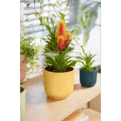 Vibes Fold Round 16cm Butter Yellow -Verdant Haven Sales Store vibes fold round 369 181 541 120 294 i1 jpg